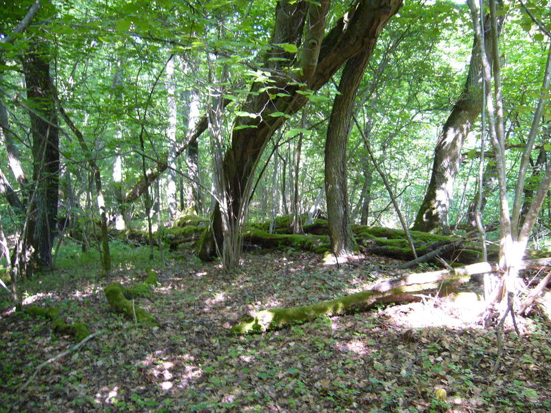 West, surrounded by forest