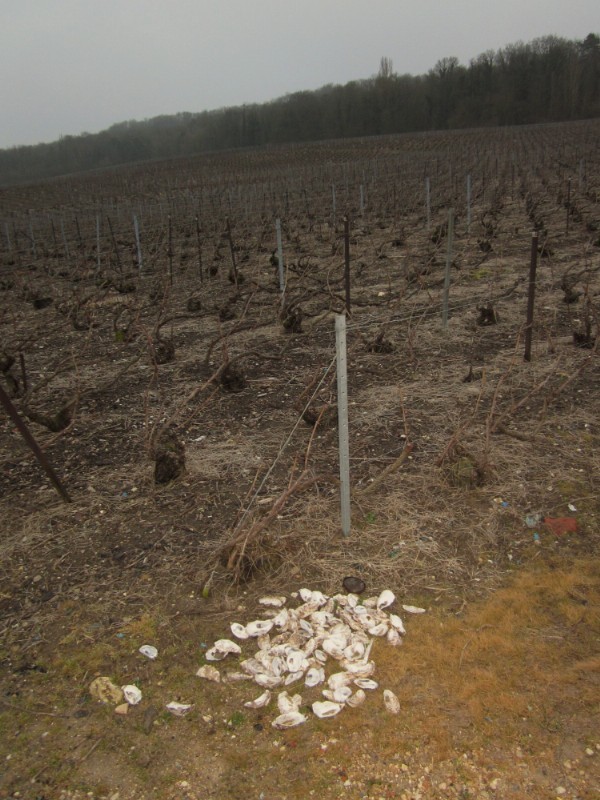 Oyster shells in the vines