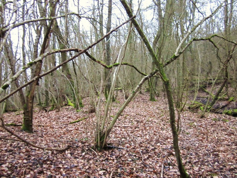 View to the West