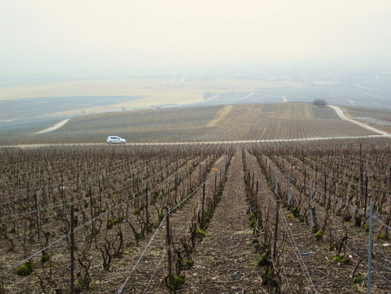 The vineyards of Champagne