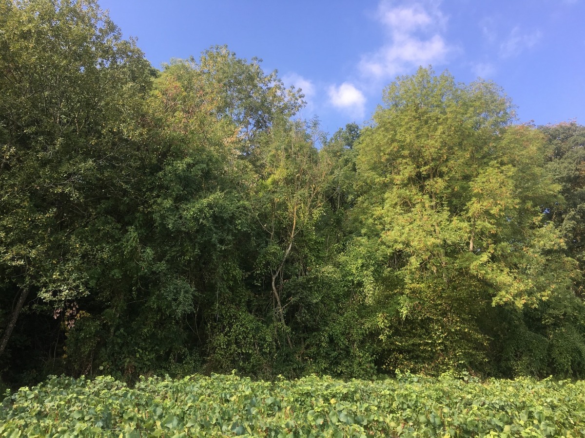 The Confluence from 95 m distance