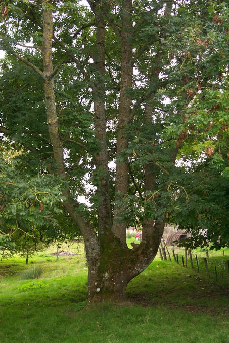 An old tree about 30 ft. ftom the confluence point / Dieser alte Baum befindet sich ca. 10m vom Confluence Punkt