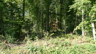 #4: West