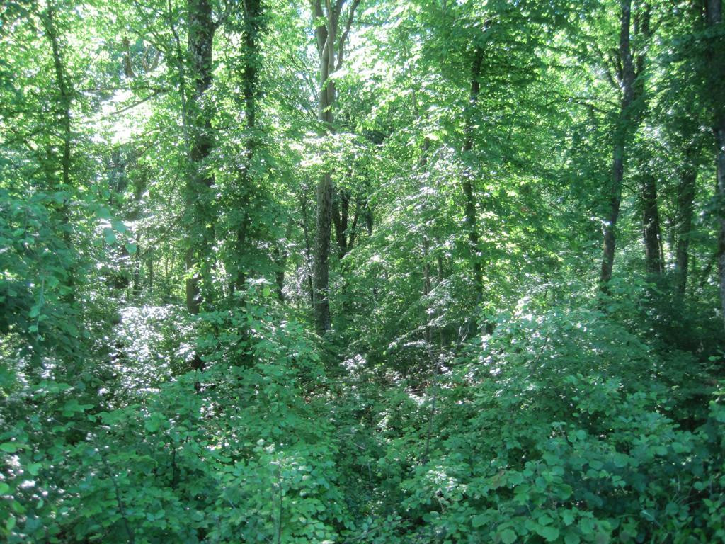 Westen; view west