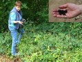#7: Collecting (and eating!) blackberries on the spot