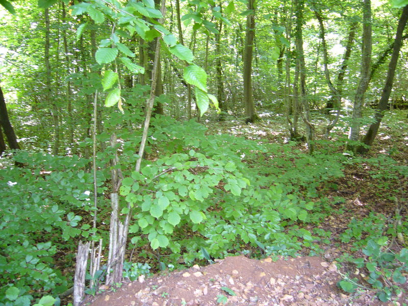 View West into the forest