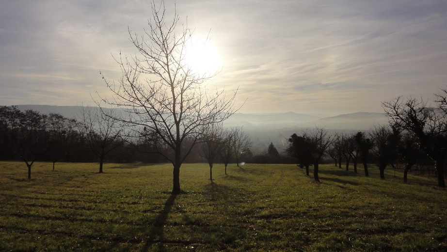 Overlooking the Moselle valley