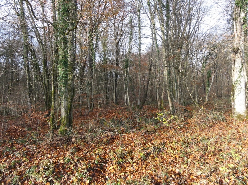 General view of the point from the forest track