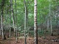 #4: West view