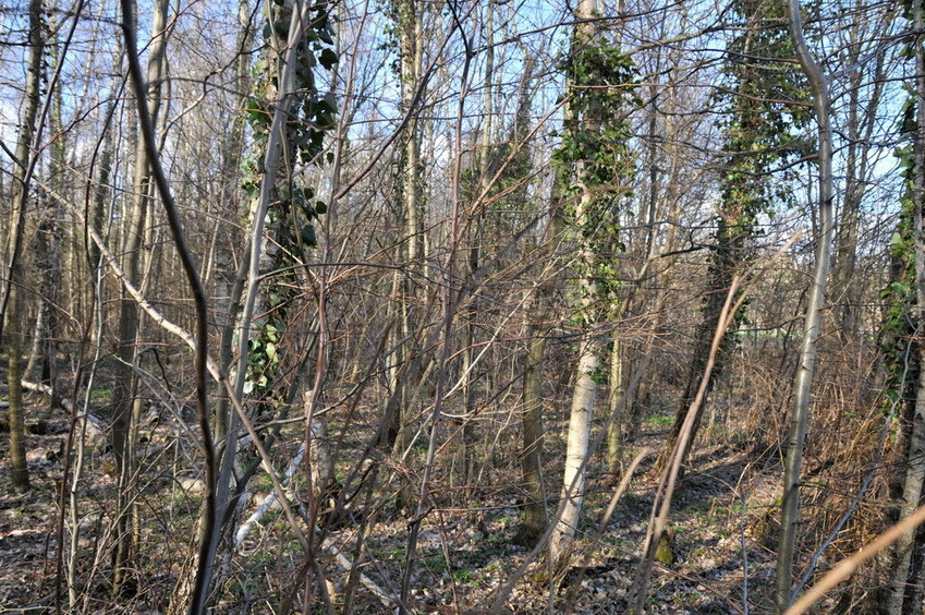 View east / Blick nach Osten