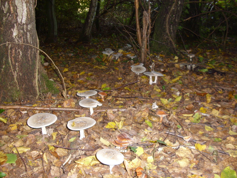 Mushrooms at the confluence point