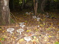 #7: Mushrooms at the confluence point