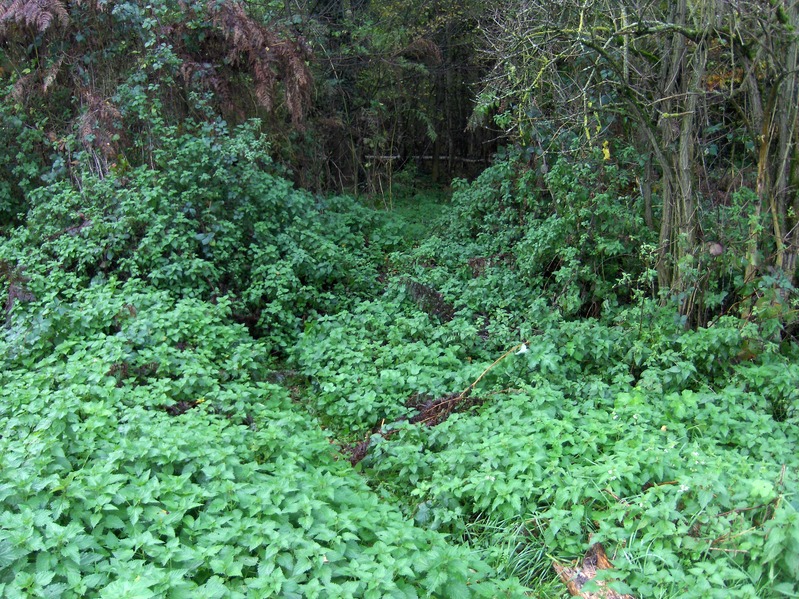 Access path to forest