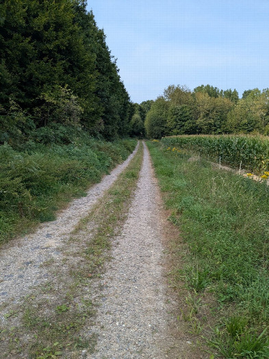 #1: A service road with the forest and the confluence point just 10m on the left