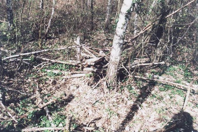 The Confluence, this is the same birch of visit 3, picture 1