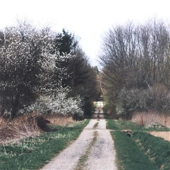 The dirt road at the east side of the confluence in spring time