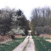 #8: The dirt road at the east side of the confluence in spring time