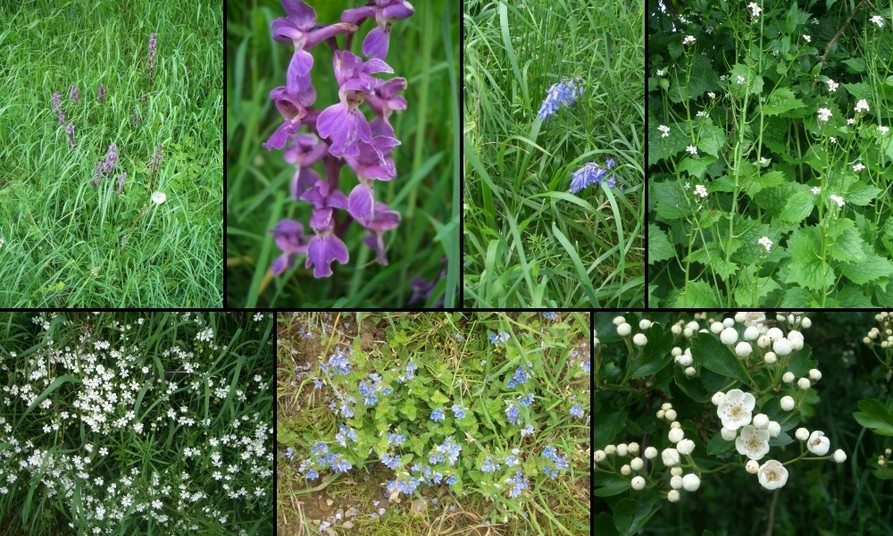 Wild flowers around the DCP