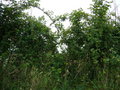 #4: West: hedge right in front of me
