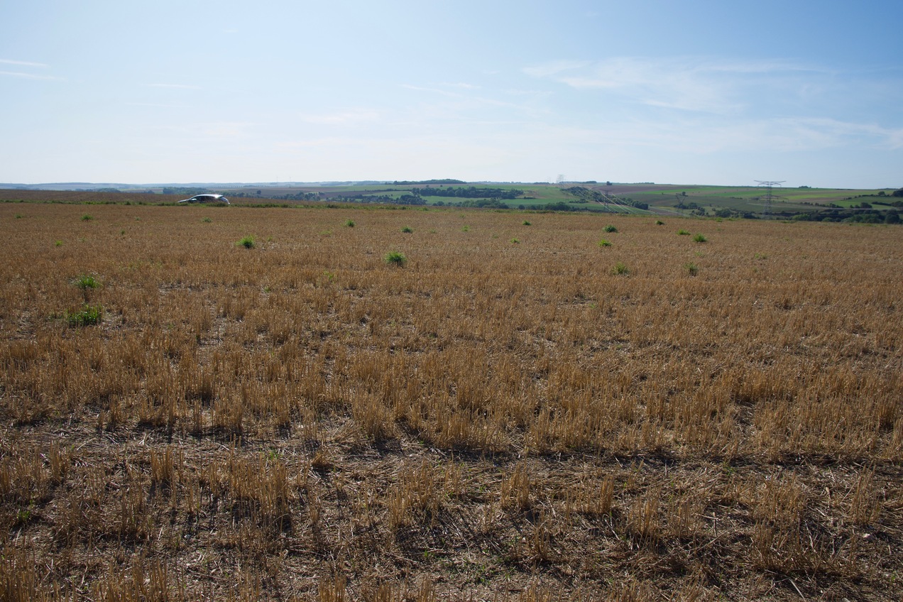 View West (towards a rural road, 50m away)