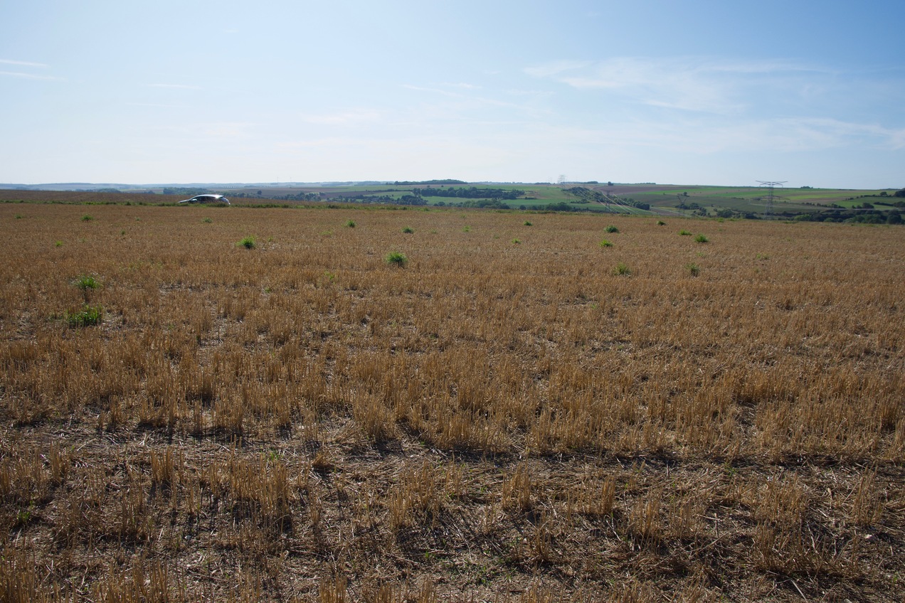 View West (towards a rural road, 50m away)