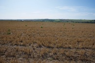 #4: View West (towards a rural road, 50m away)