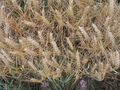 #5: The field
