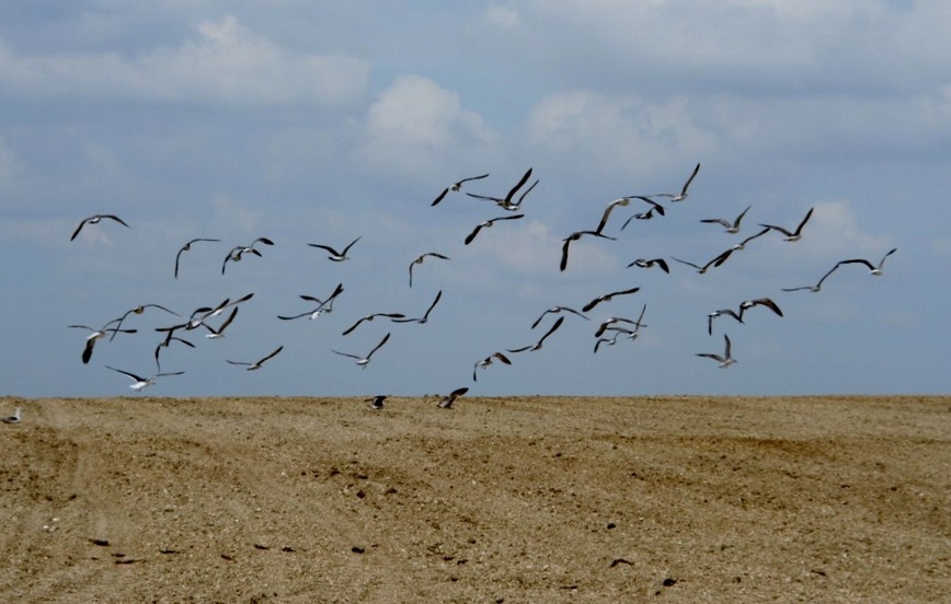 Birds looking for food