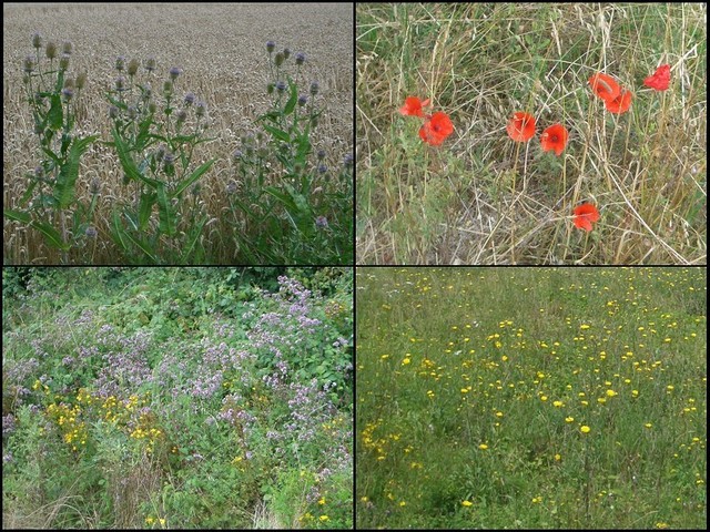 Collection of plants