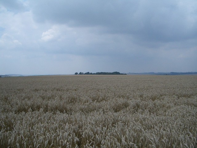 Looking West