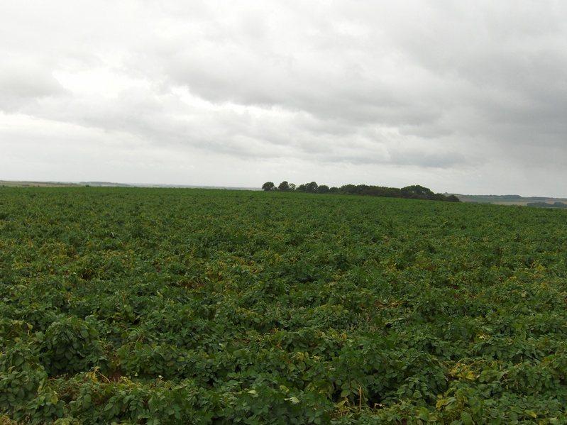 VIEW TO SOUTH
