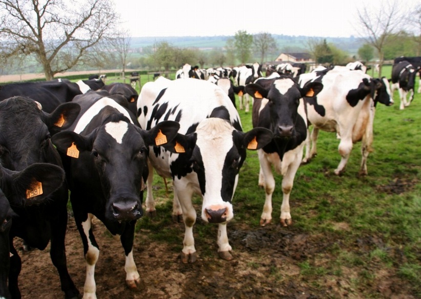 The cows in the meadow