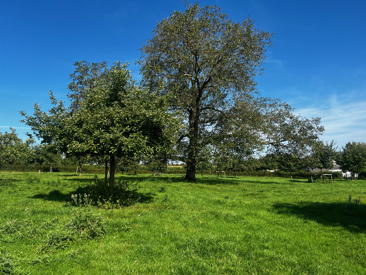 The confluence point lies in a field with scattered fruit trees.  (This is also a view to the North.)