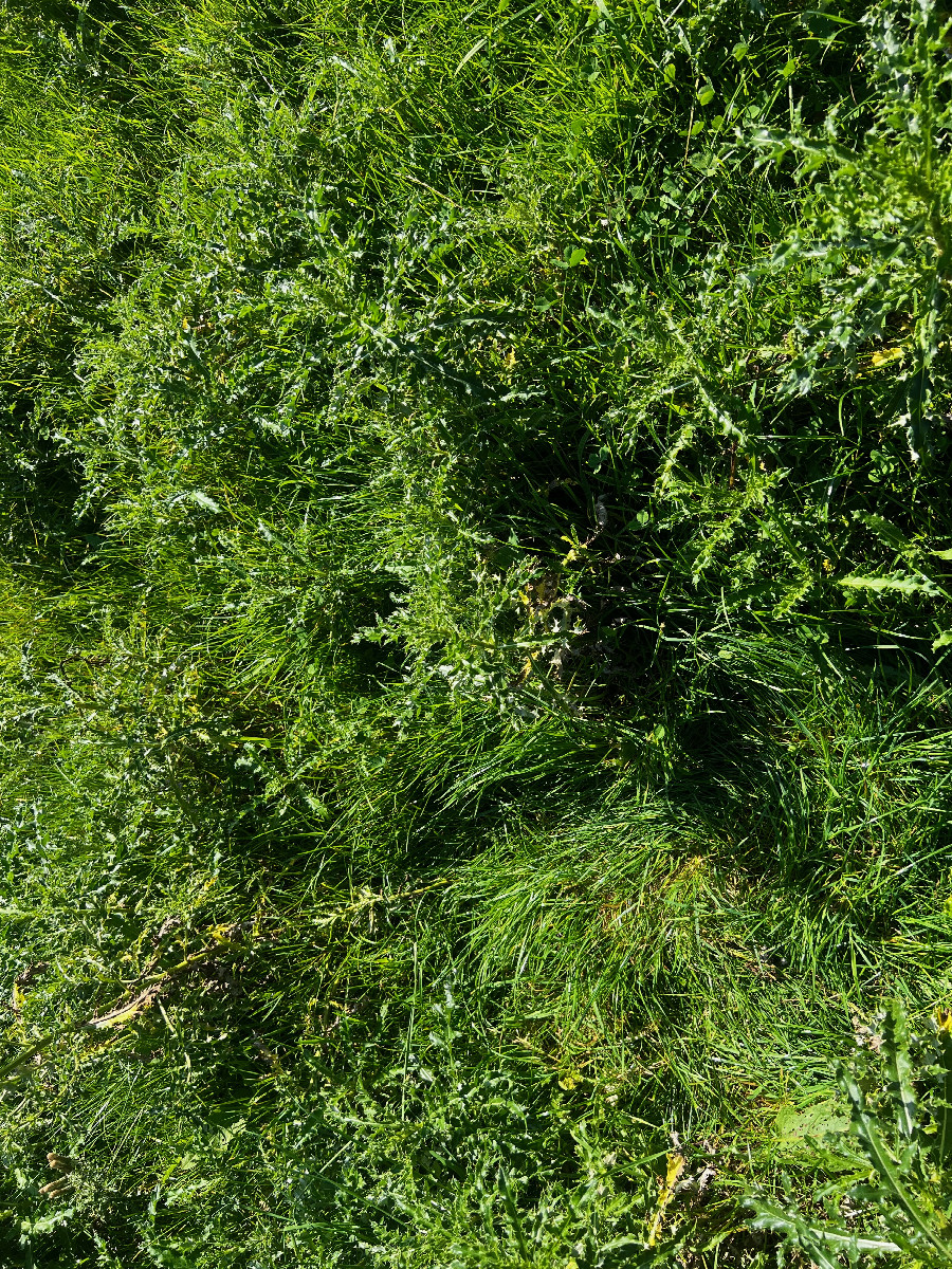 Ground cover (thistles) at the confluence point