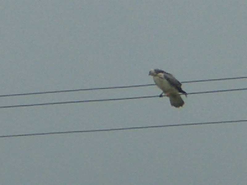 Bird of prey watching the DCP hunter