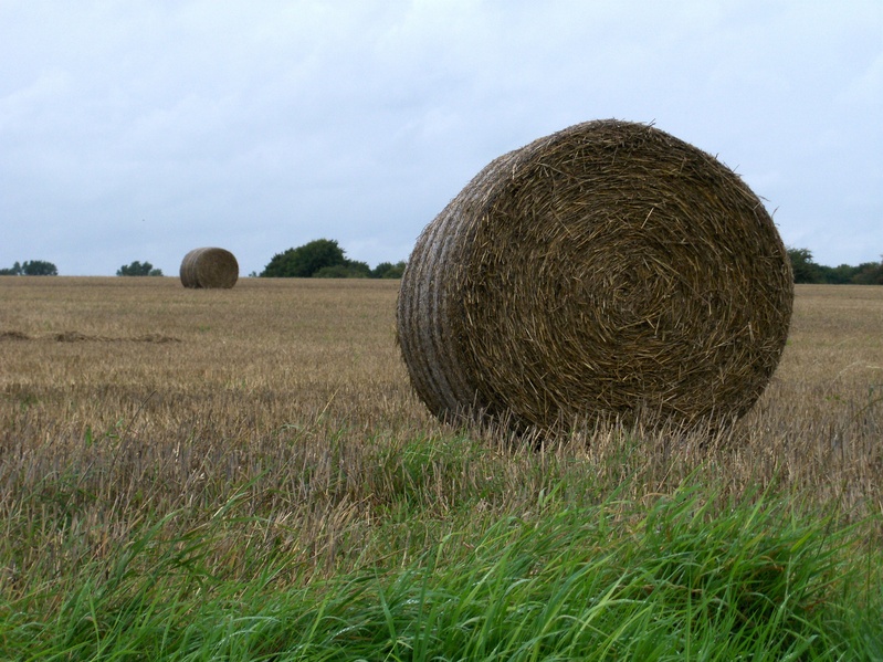 A HUGE FORAGE