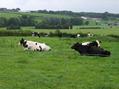 #9: FARMING ACTIVITY IN THE AREA