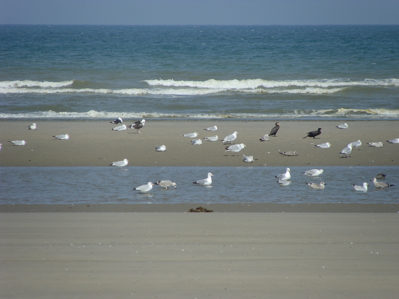 A crowded beach at 51N 2E