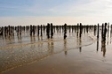 #8: The wooden posts for mussels growing