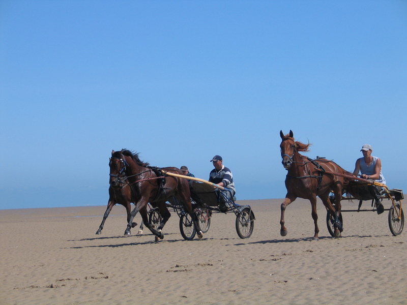 Horses on the beach