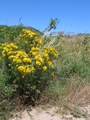 #10: Flowers in the dunes