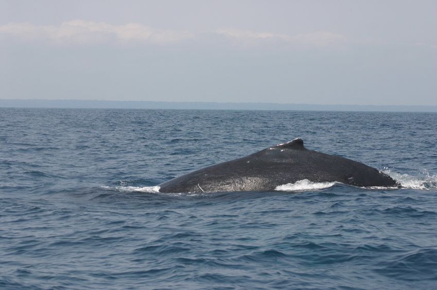 Whales not far from the coast