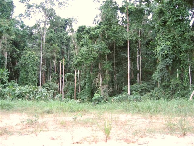 View towards the forest