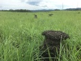 #10: Termite mounds