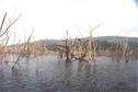 #5: Dead trees overcoming the lake surface
