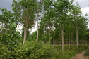 #9: View of the forest from the track, along the way