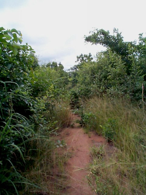 Trail we found leading towards the confluence point