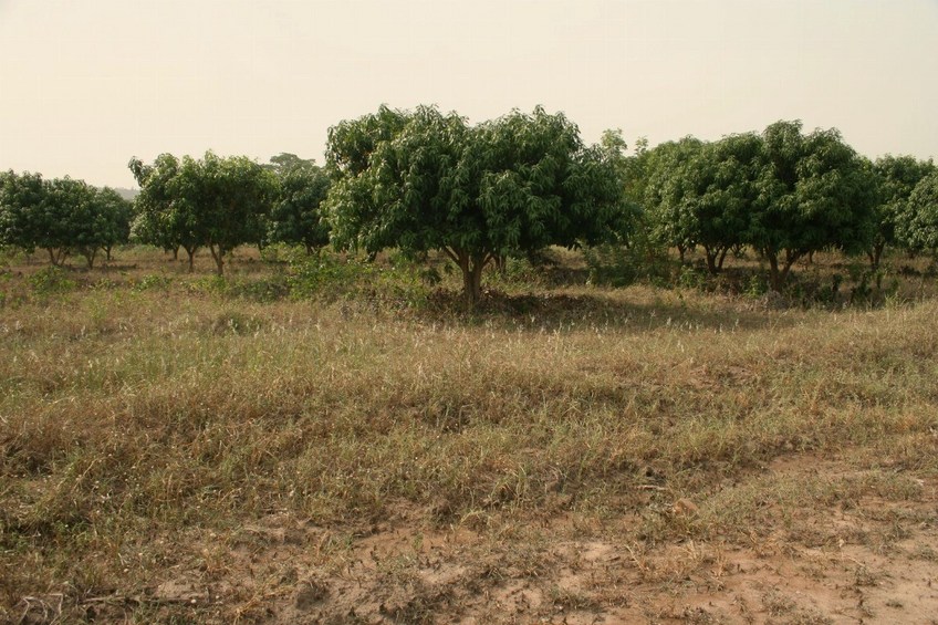 View to the West, the plantation of mango trees