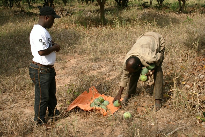 Rexford and the owner of the field giving us mangos