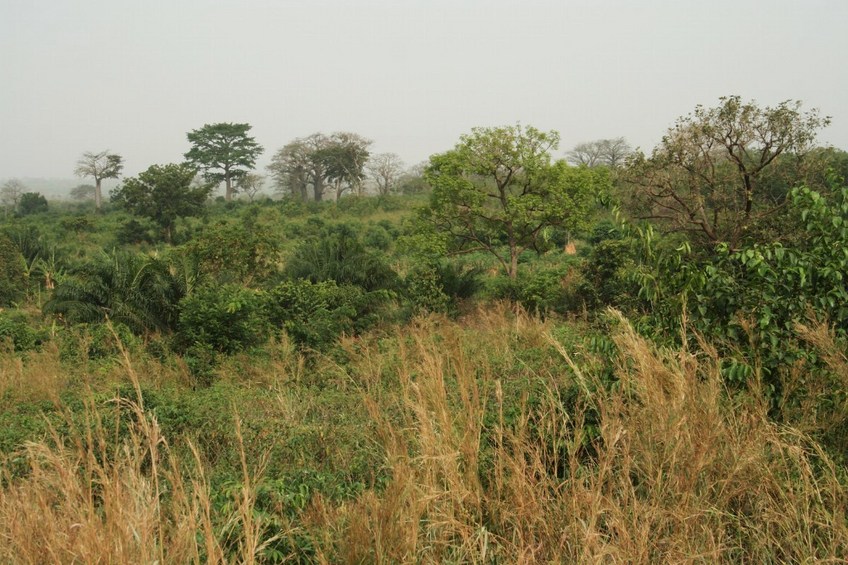 The bush close to the point